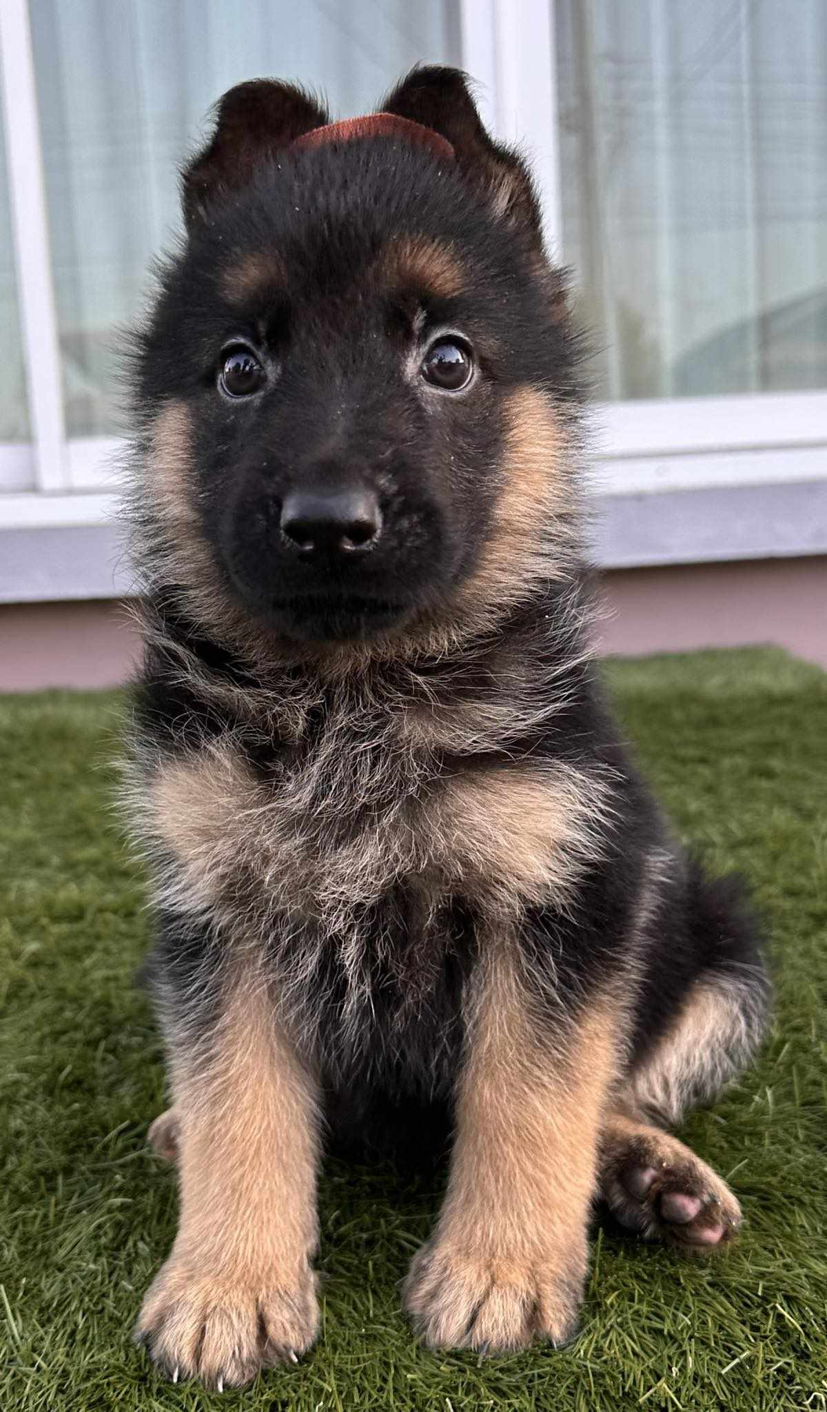 Alaska