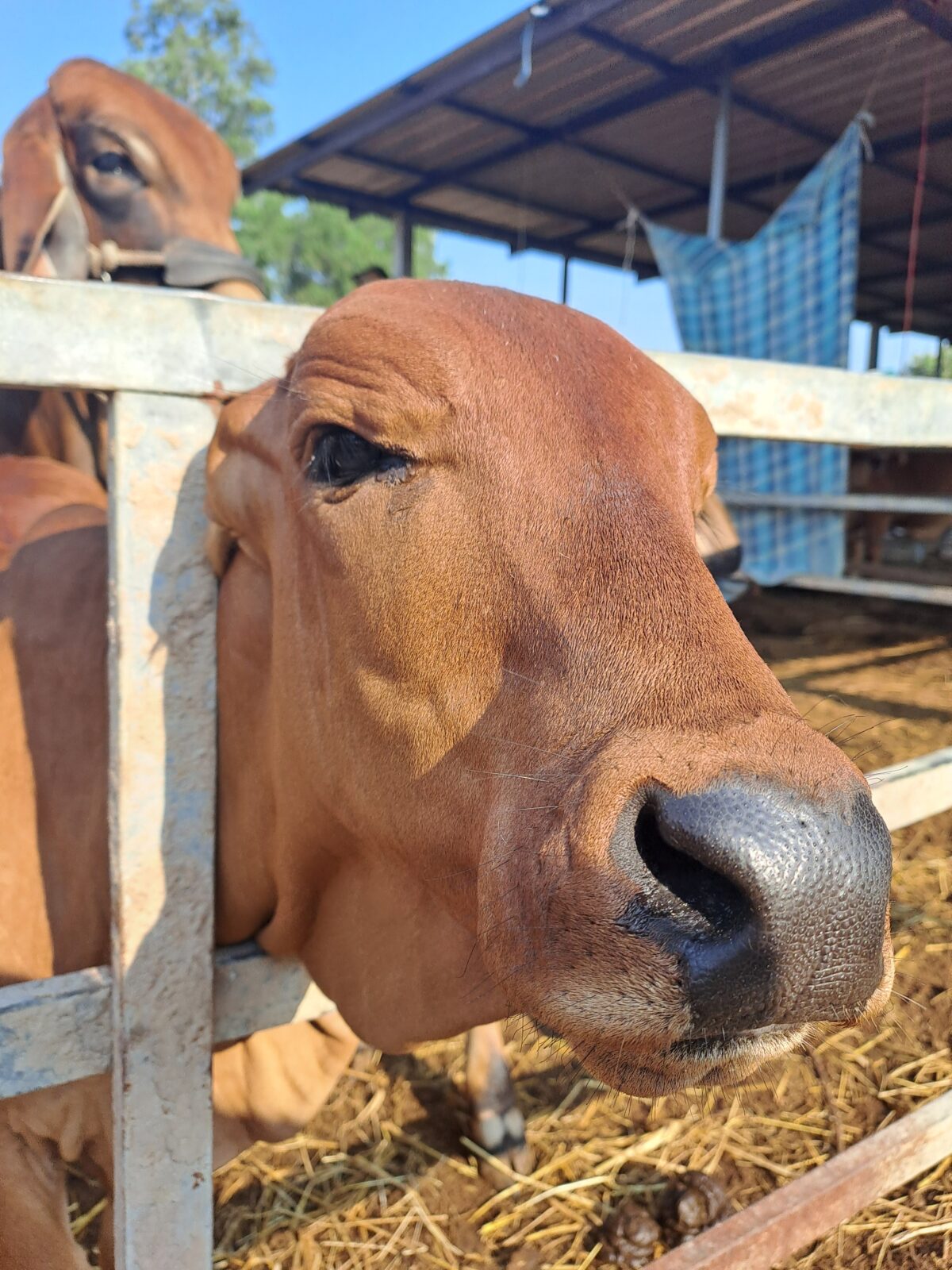 Cow Farm Fortune